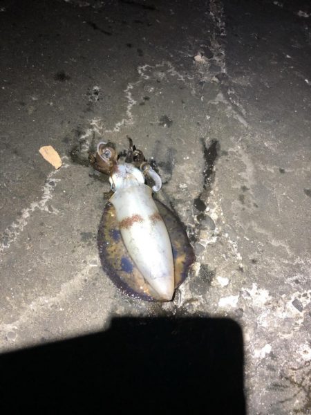 寒くなってきましたが大きいの、釣れました。…