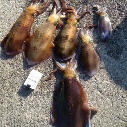 アオリイカ年末ジャンボ狙いで