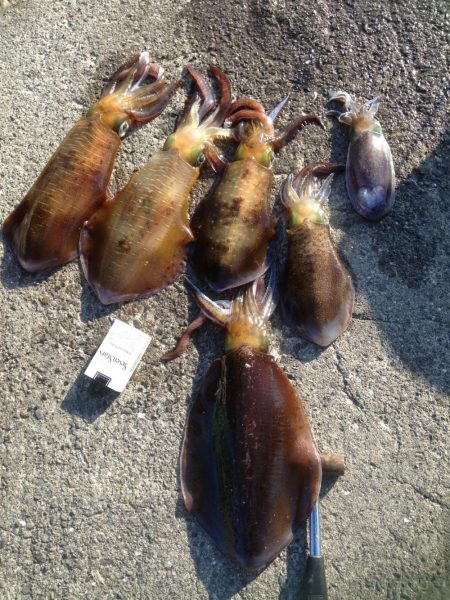 アオリイカ年末ジャンボ狙いで