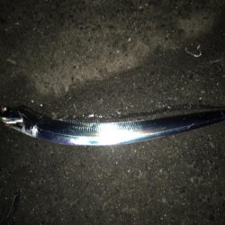 湾奥タチウオ。まだまだシーズン継続か!?