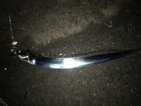 湾奥タチウオ。まだまだシーズン継続か!?