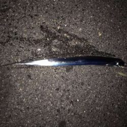 釣れてないところは釣れてない