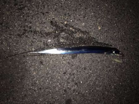 釣れてないところは釣れてない