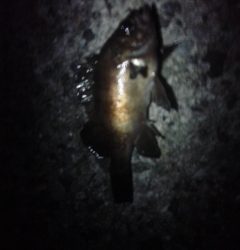 メバリング、はじめました。