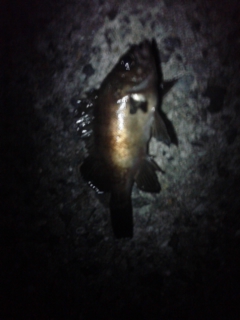 メバリング、はじめました。