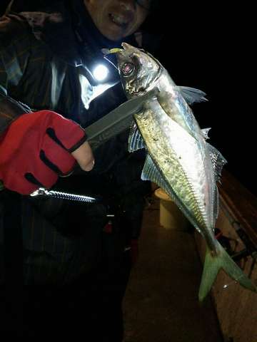 悶絶デカアジング！