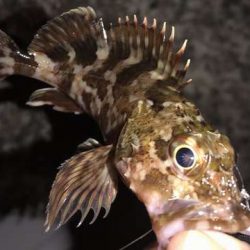 アジ探しからの悶絶！！