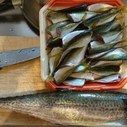 朝マズメの一時、アジの入れ食い♪&サゴシ