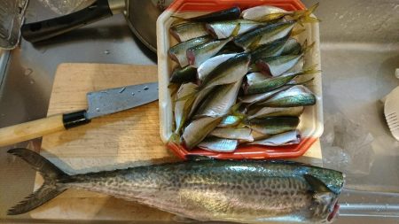 朝マズメの一時、アジの入れ食い♪&サゴシ