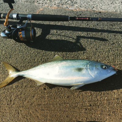 フクラギまでいかず