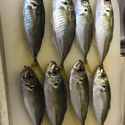 いつもの仕事帰り釣行