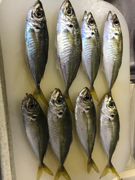 いつもの仕事帰り釣行