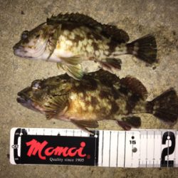 岸際ライトゲーム