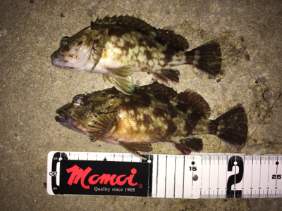 岸際ライトゲーム