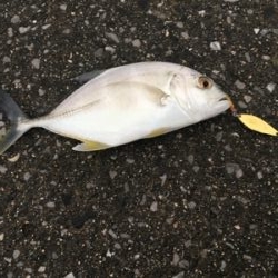 アジングとシーバス