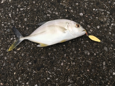 アジングとシーバス