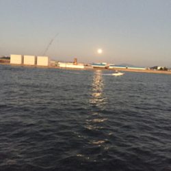 スズメダイ爆釣