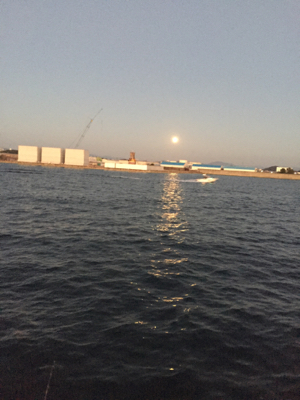 スズメダイ爆釣