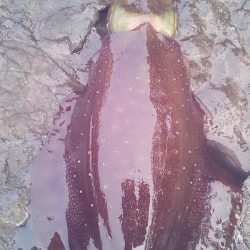 大潮　満月に誘われて