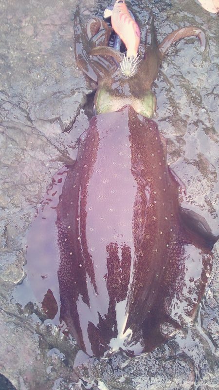 大潮　満月に誘われて