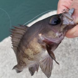 メバリングのはずが、メッキング