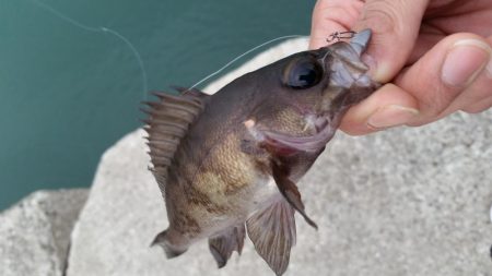 メバリングのはずが、メッキング