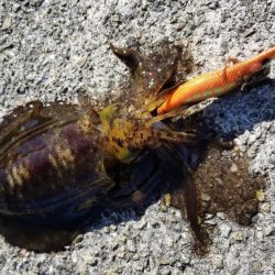 エギング　ロッド　シマノ（SHIMANO）製品を使用したカンパリ　エギング2017年12月投稿！