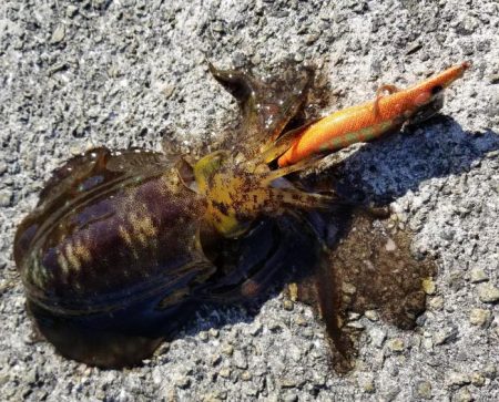 エギング　ロッド　シマノ（SHIMANO）製品を使用したカンパリ　エギング2017年12月投稿！