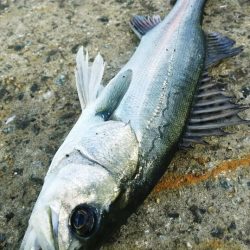 シーバス、今日はシブかったです