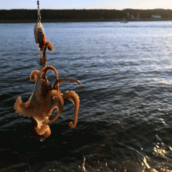 姫路イイダコ(2017-5)