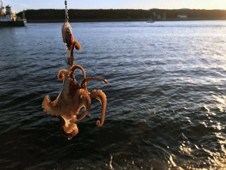 姫路イイダコ(2017-5)