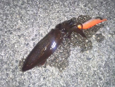 ぽつぽつヒイカ