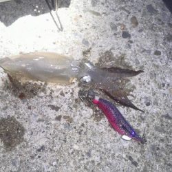 ぽつぽつヒイカ2