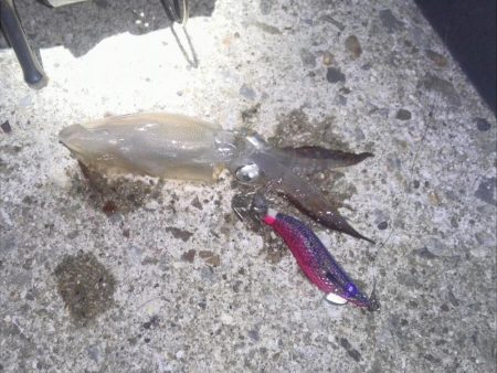 ぽつぽつヒイカ2