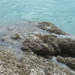 ショアジギングは青物厳しくエソのみ