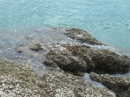 ショアジギングは青物厳しくエソのみ