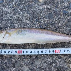 まだ居ました。