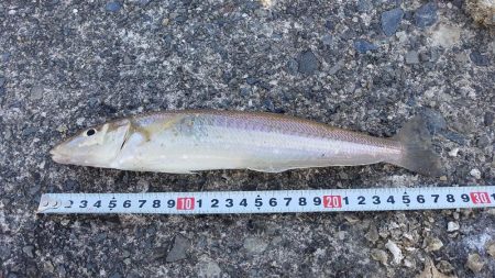 まだ居ました。