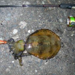 青物の気配なくエギングでアオリイカ