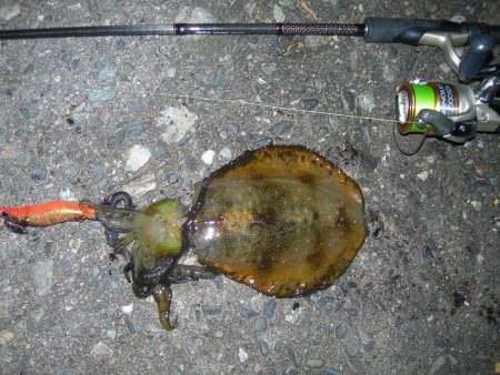 青物の気配なくエギングでアオリイカ