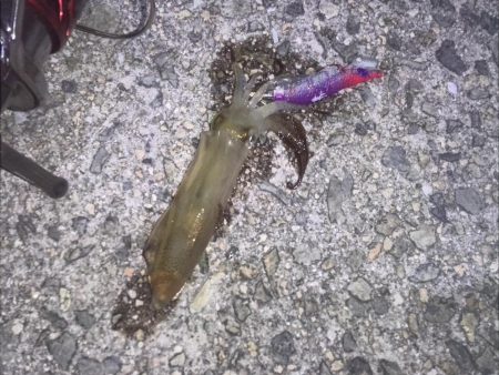 ヒイカエギング