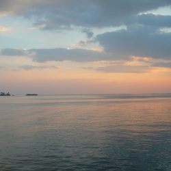 ショアジギングで珍しくヒラスズキが連発