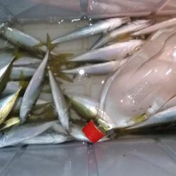 爆風アジングとライトショアジキ