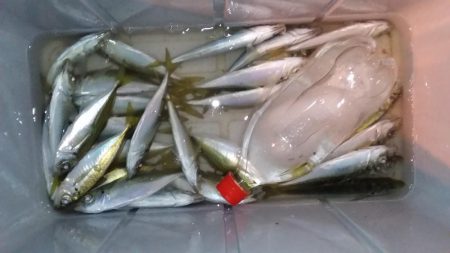 爆風アジングとライトショアジキ