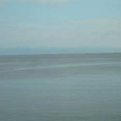 ショアジギングで本日もヒラスズキ