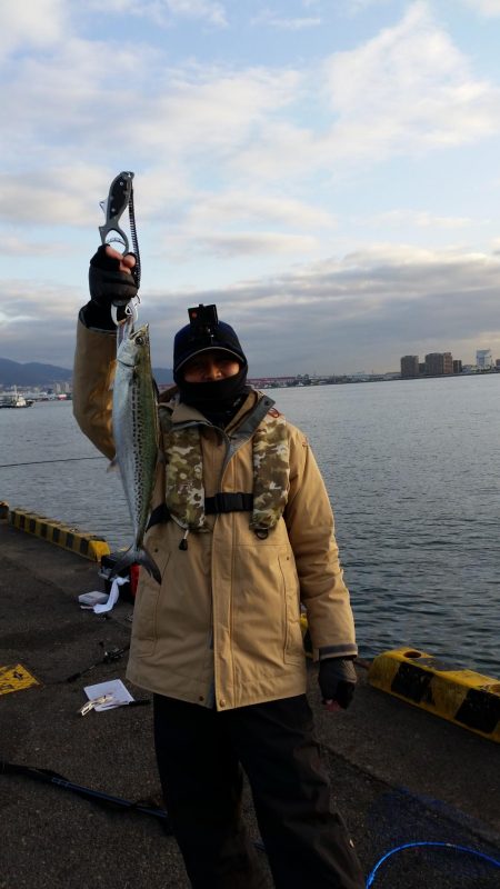 激シブの中、サゴシ2匹