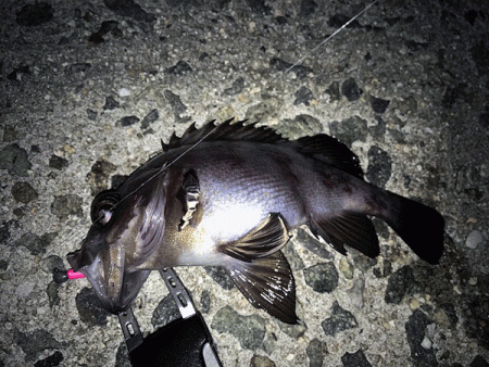 姫路メバル(2017-6)