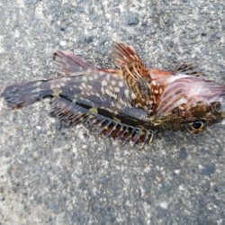 五目釣り ~石ゴカイの強みを再確認~