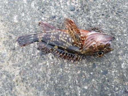 五目釣り ~石ゴカイの強みを再確認~