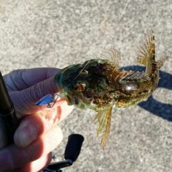 メバリングでチヌ